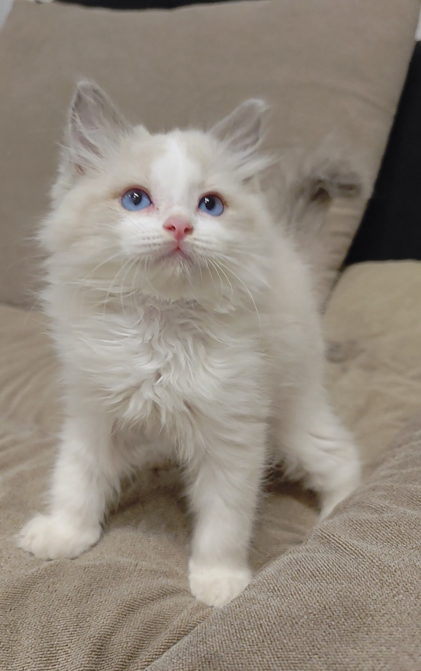 蓝双布偶猫弟弟